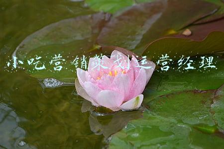 小吃营销策划运营经理