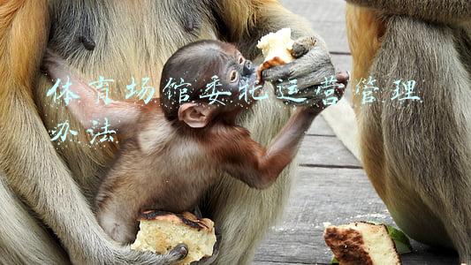 体育场馆监督管理办法(四川省人民政府办公厅关于延长《四川省交易场所监督管理办法（试行）》有效期的通知)