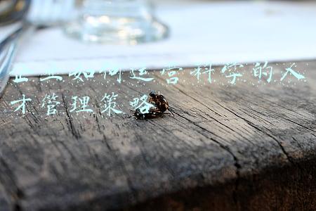 企业如何运营科学的人才管理策略