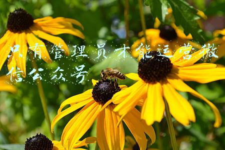 只有管理员才能运营微信公众号