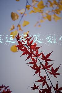 音频直播运营(天聊 | 音频直播成为直播行业中不可或缺的形式)