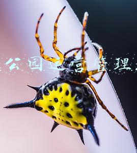 主体公园运营管理人员