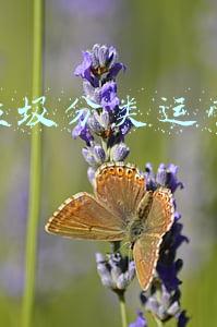 垃圾分类智能管理(探索“互联网”+“智能化”垃圾分类新模式)