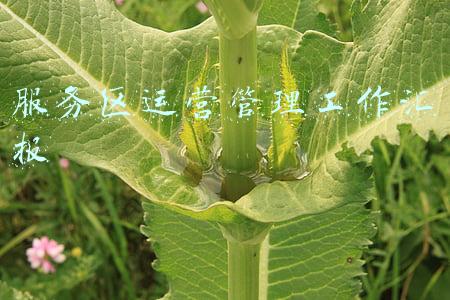 服务区运营情况汇报(苏交科丨《上海城投公路集团高速服务区提升规划》通过专项汇报)