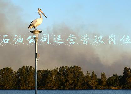 石油公司岗位有哪些(胜利石油工程公司，领导班子升格为正局级，石油工人待遇怎么样？)