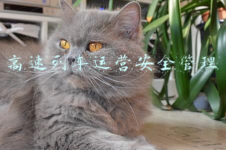 高速列车运营安全管理
