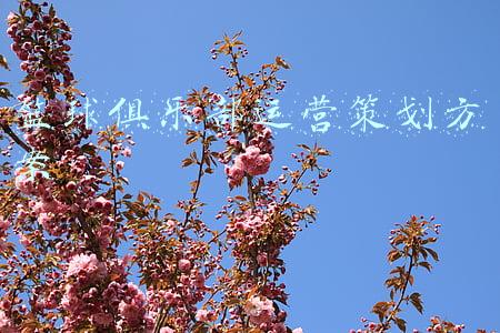 篮球俱乐部运营策划方案