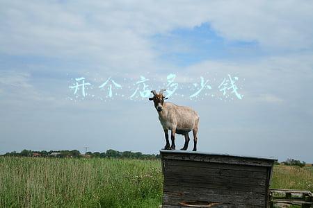 开个天猫店要多少钱 开一个天猫店铺到底需要多少钱