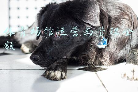 体育场馆运营与管理金额