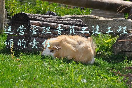 运营管理专员土建工程师的责任