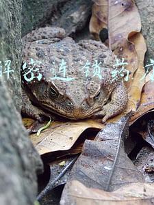 实操解密连锁药店运营管理