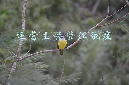 运营主管管理制度