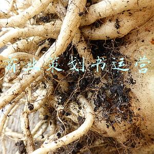 商业策划书运营
