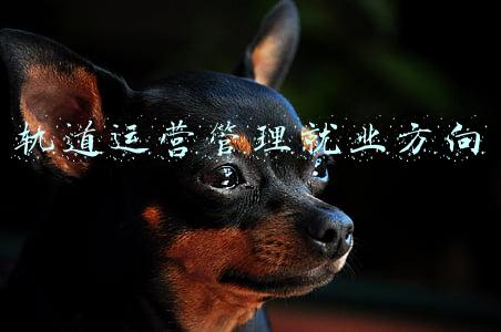 轨道运营管理就业方向