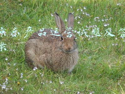 京东产品分析(焦点分析｜三季报哀鸿遍野，京东扛住了)