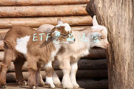 ETF产品运营