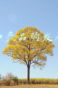 运营和产品的发展前景