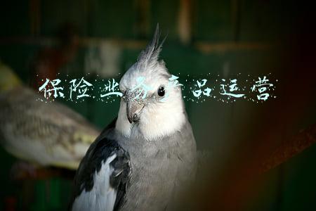 保险业务产品运营