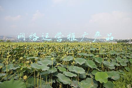 网络运营推广是做什么的(在互联网时代，你知道什么是网络推广吗？其实很简单)