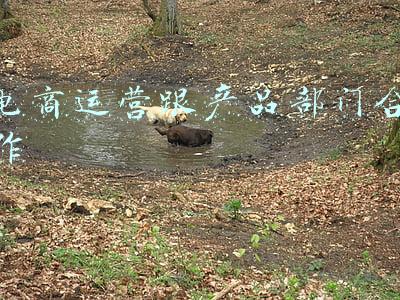电商运营部门组织架构(阿里组织架构再调整，加码内需和全球化战略)