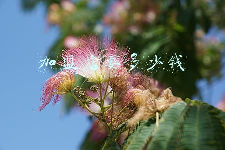 开星巴克加盟店要多少钱(开一家星巴克加盟费多少)