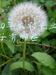 2020年农村创业新点子有哪些