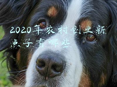 2020年农村创业新点子有哪些