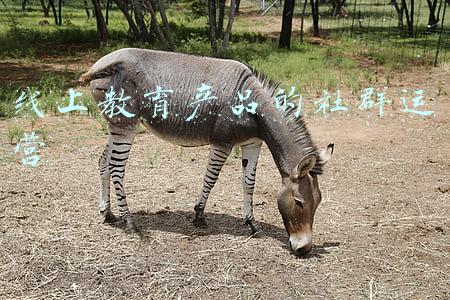 在线教育社群运营(教育机构如何通过群裂变5天卖2000份499课程？)