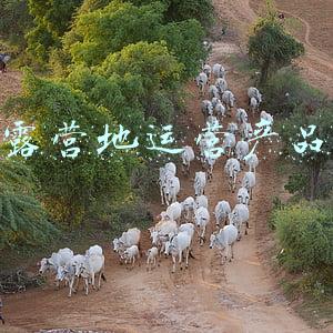 森丘露营地物语攻略(《动物之森》加《摇曳露营》？开罗新作《森林露营之丘》带来惊喜)