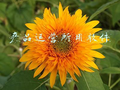 产品运营所用软件
