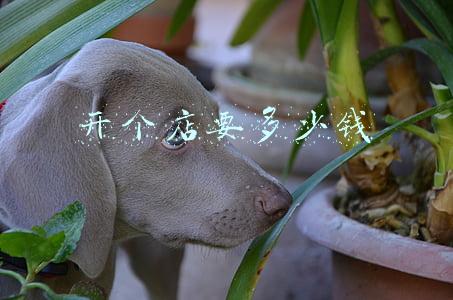 晓田祥一共有多少个店_晓田祥开个店要多少钱