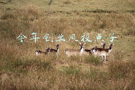 创业新风口(双碳目标下，行业有哪些新的创业风口？听听专业人士咋说)