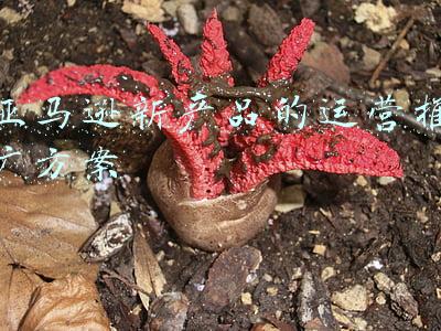 亚马逊新产品的运营推广方案