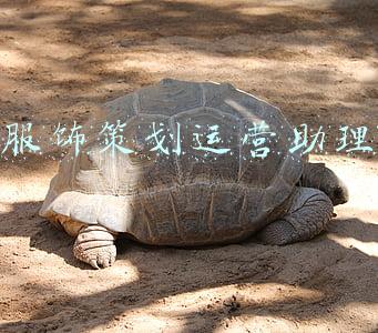 服饰策划运营助理
