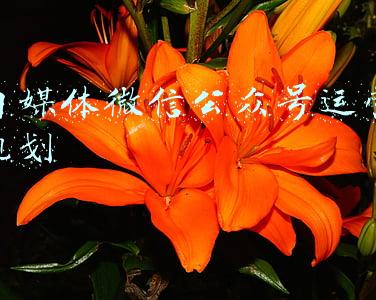 自媒体微信公众号运营规划