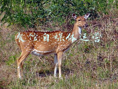 餐馆自媒体运营