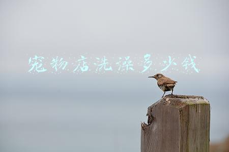 宠物洗澡收费价格表；宠物猫洗澡收费价格表