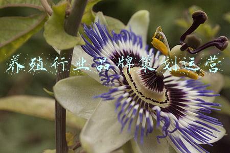 养殖行业品牌策划运营