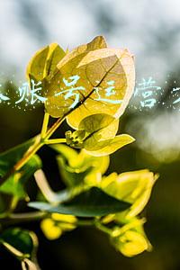 自媒体账号运营方案范本