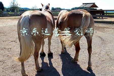 京东运营是做什么的(（更七）京东运营每天需要做什么？精细化运营，快车快速提升roi)
