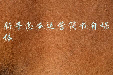 新手怎么运营简书自媒体