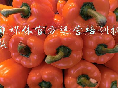 afp官方培训机构(afp报考条件和费用，这些你都弄清楚了吗)