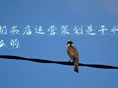 奶茶店运营策划是干什么的