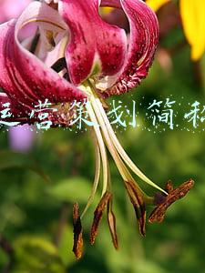 活动策划简称(如何书写一份大学活动策划书？)