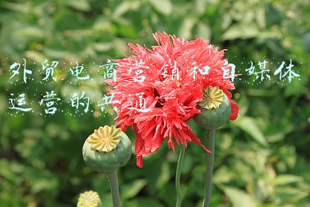 审美共通感(汉服必然复兴，也必须复兴)
