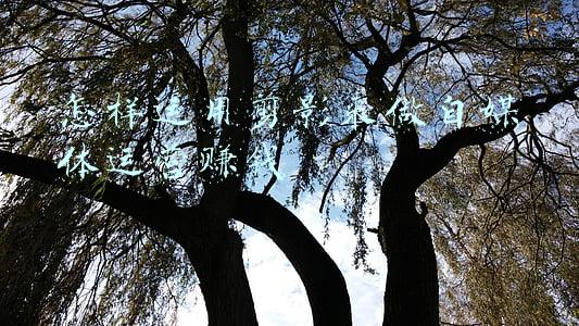 剪影媒体丢失(有粉丝让普及一下剪影知识，你有需要吗？来个问卷)