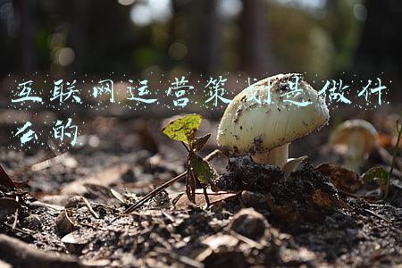 互联网运营策划是做什么的