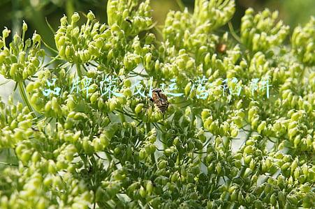 成功品牌策划案例(吉祥好面道品牌策划设计案例分享)