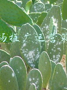 市场推广运营策划