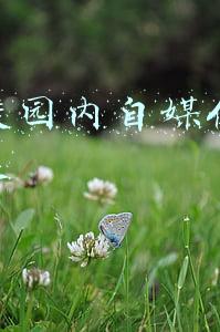 大学校园内自媒体运营分析表